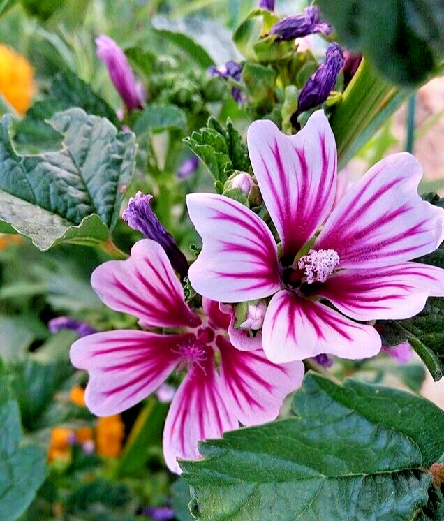 ZEBRA MALLOW 1000 SEEDS. ZEBRA STRIPED, HARDY, MALVA SYLVESTRIS, BULK
