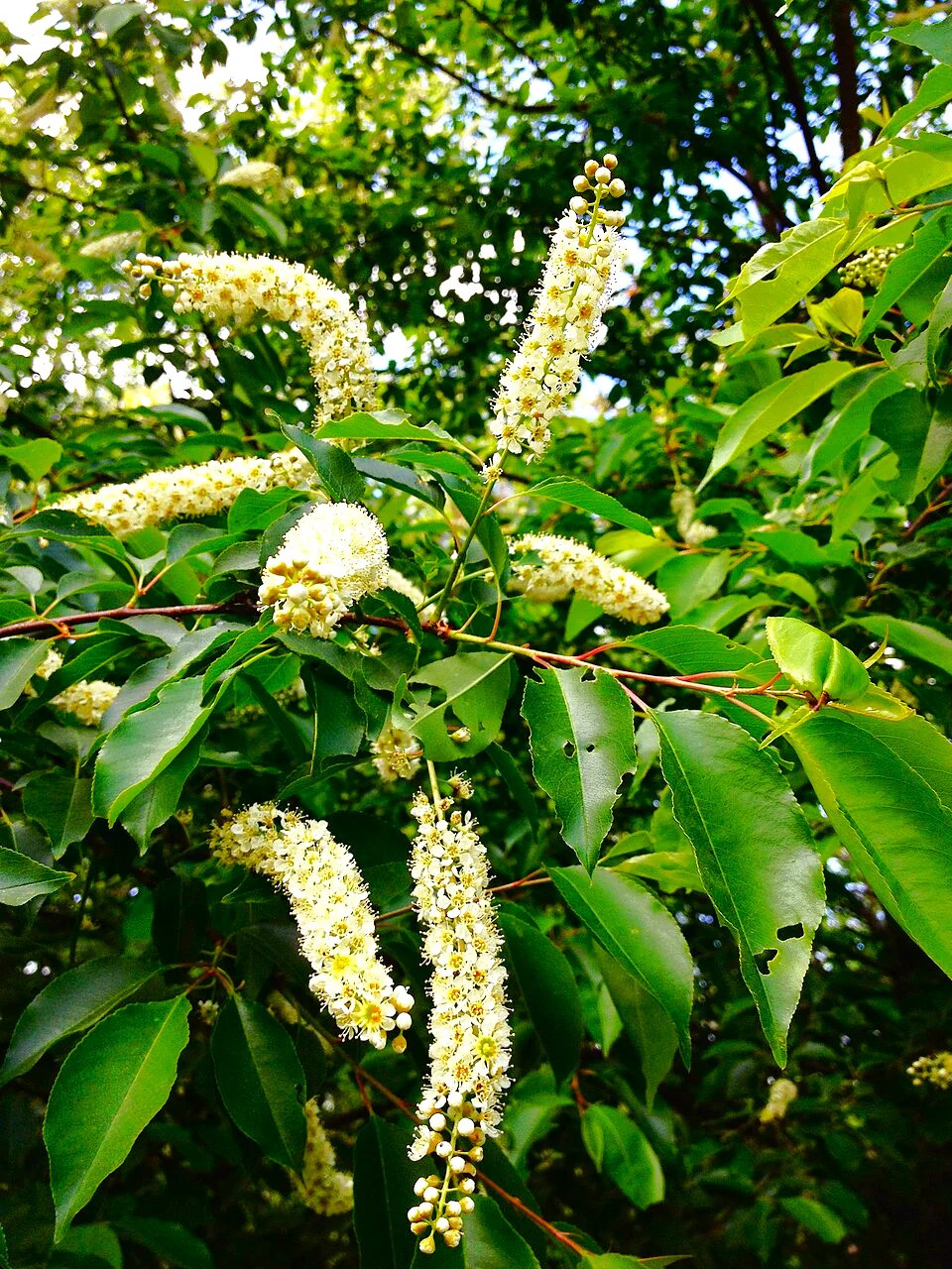 Black Cherry Tree Seeds – For 2026 Planting Prunus Serotina White Flower Blooms