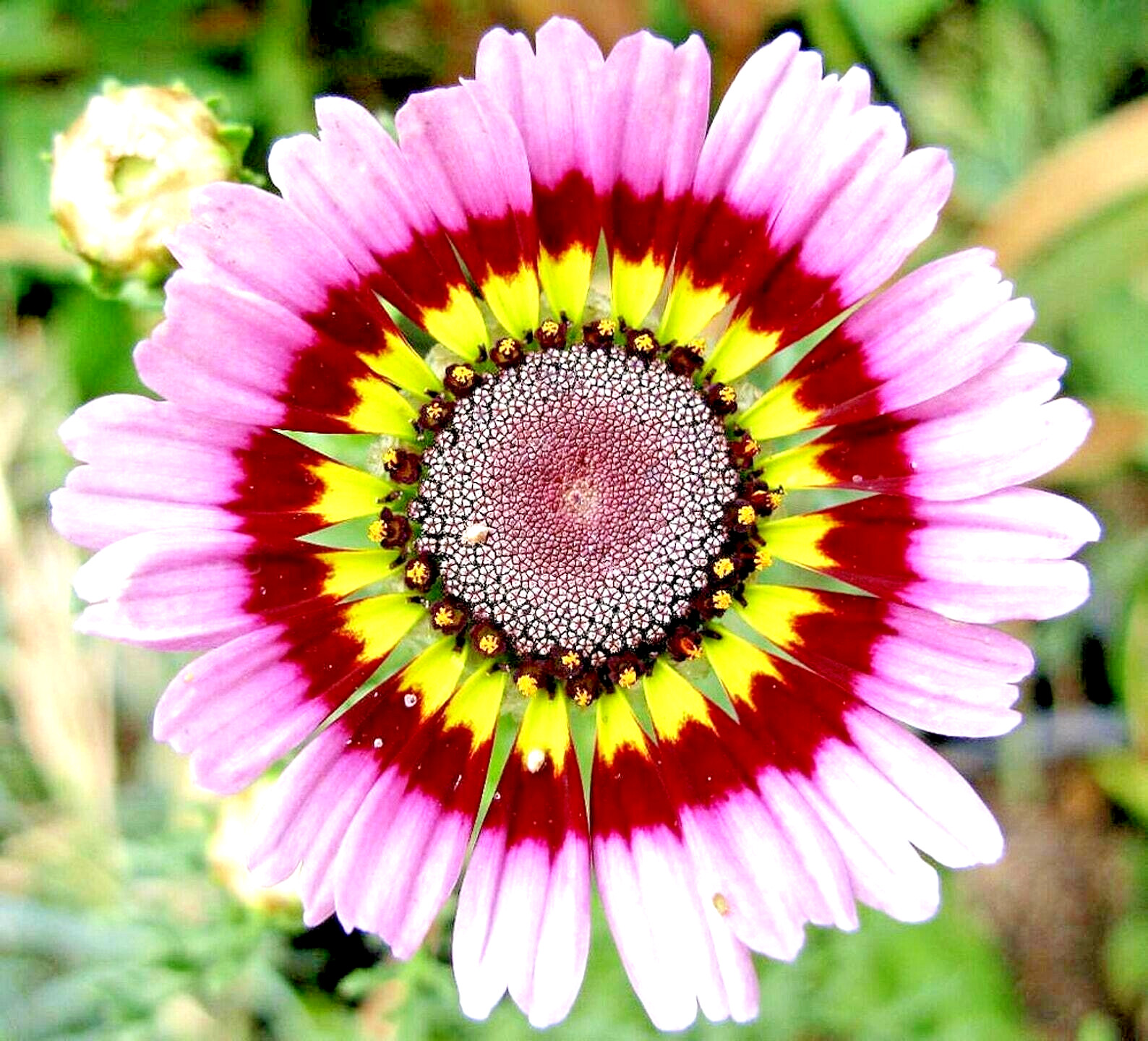 500+ PAINTED DAISY TRICOLOR AUTUMN MIX SEEDS GIGANTIC FLOWERS BUTTERFLIES BEES