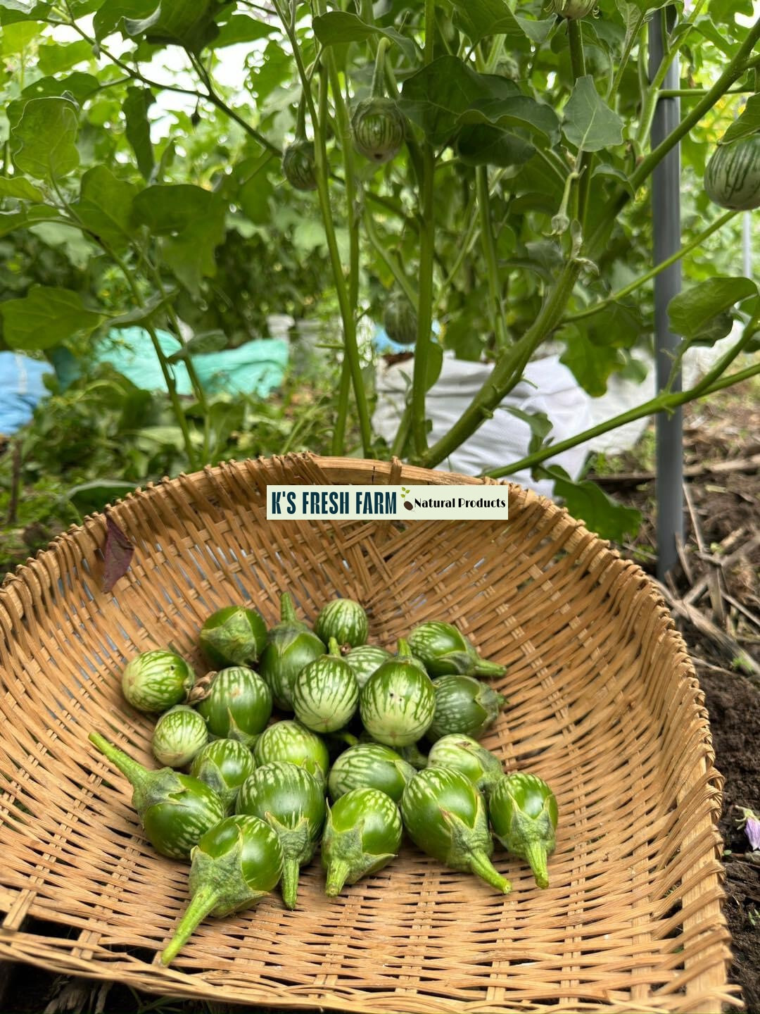 Eggplant Seeds(White+Purple Round/Long Purple/Green Thai) Cà Pháo/ Cà tím/Cà dĩa