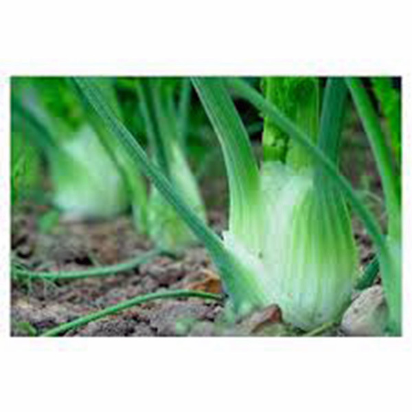 FENNEL, FLORENCE, HEIRLOOM, 25+ SEEDS, DELICIOUS