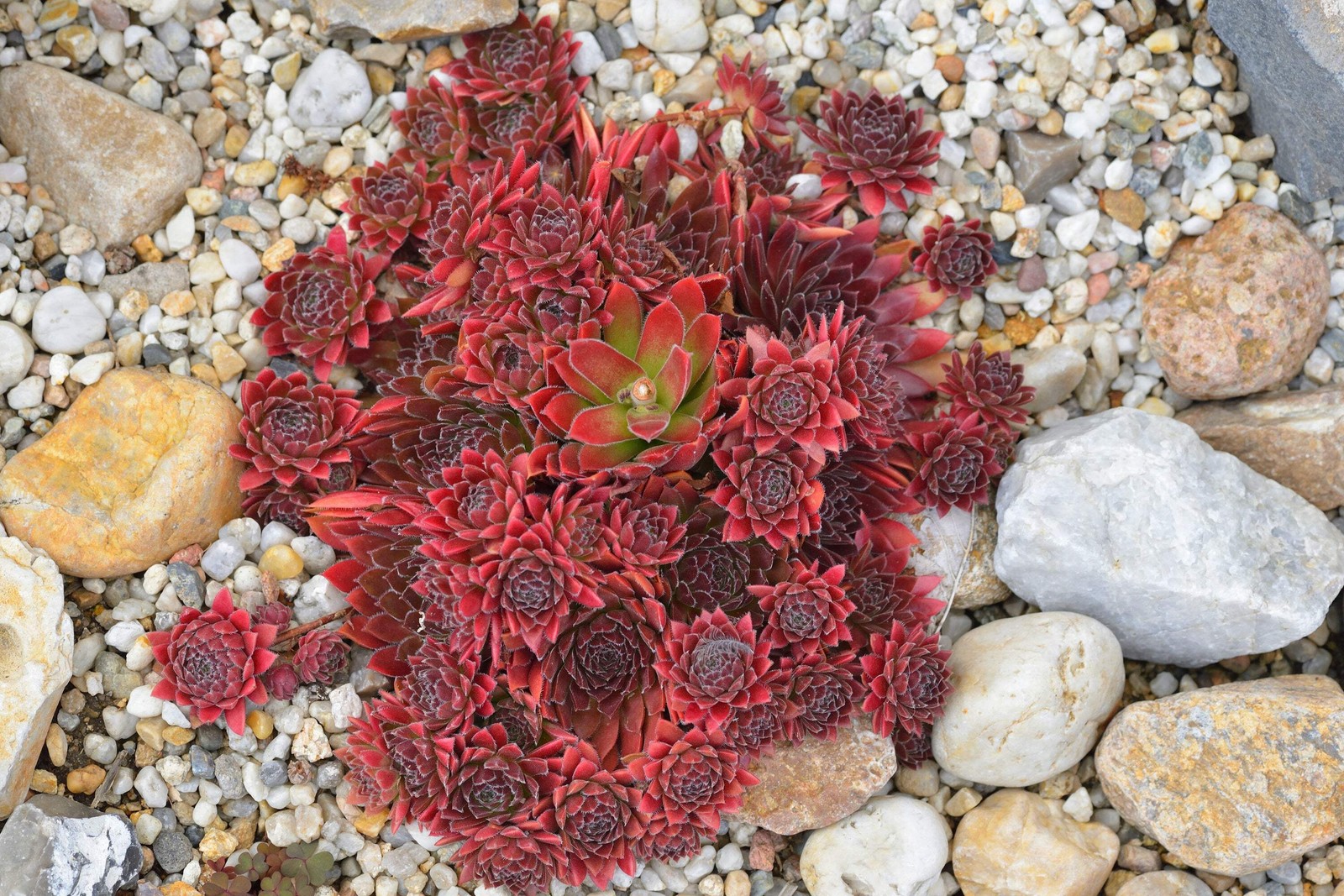 25 MIXED HENS & CHICKS Chickens Succulent Live Forever Sempervivum Flower Seeds