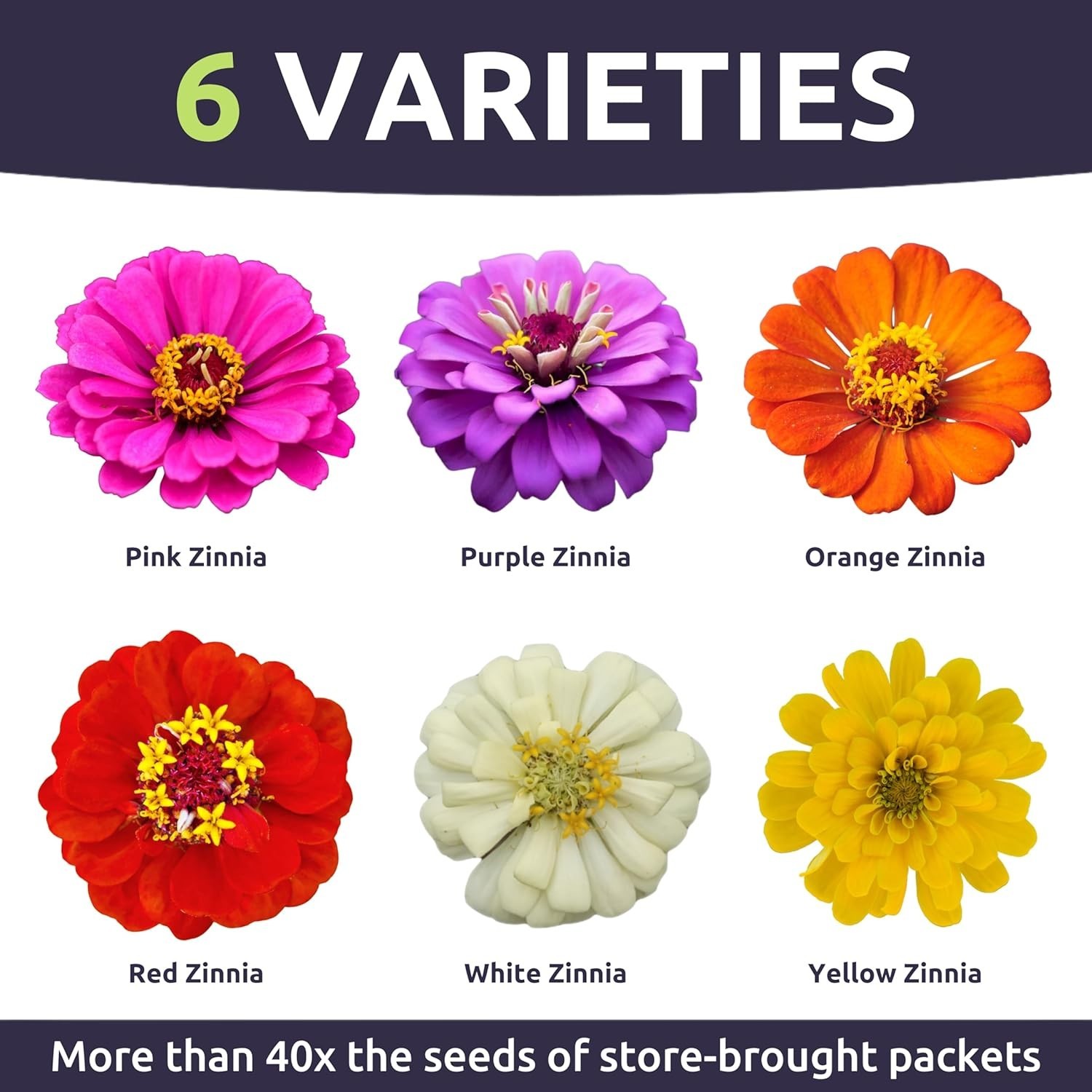 High-Quality Zinnia elegans Seeds – 2oz Pouch