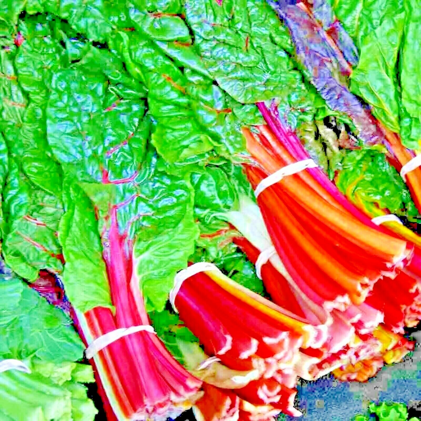 100 SWISS CHARD SPRING SALAD GARDEN VEGETABLE SEEDS HEIRLOOM MICROGREENS NON-GMO