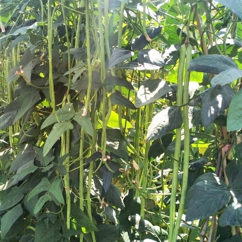 15+Yard Long Bean seeds Asian Chinese Long Bean String beans Productive USA