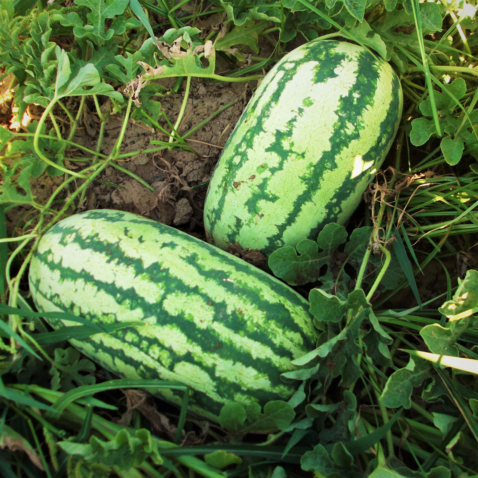 Jubilee Watermelon Seeds | Giant Sweet Green Striped Red Fruit Seed Fresh 2024