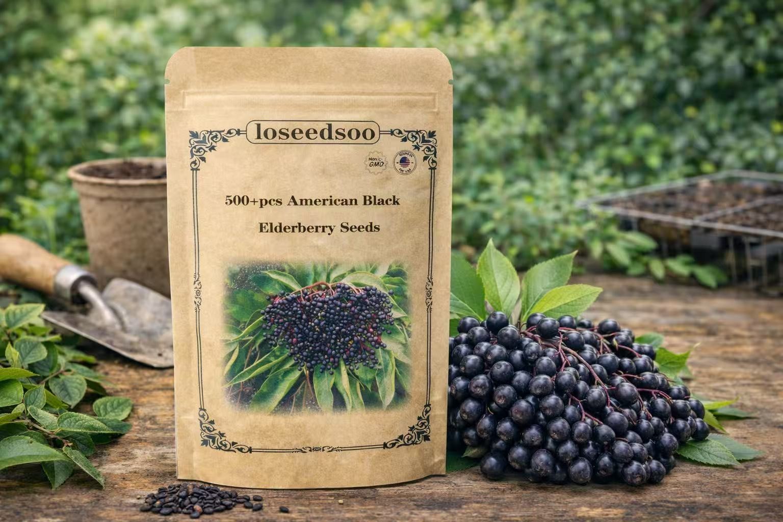 American Black Elderberry Seeds 500+ for Planting