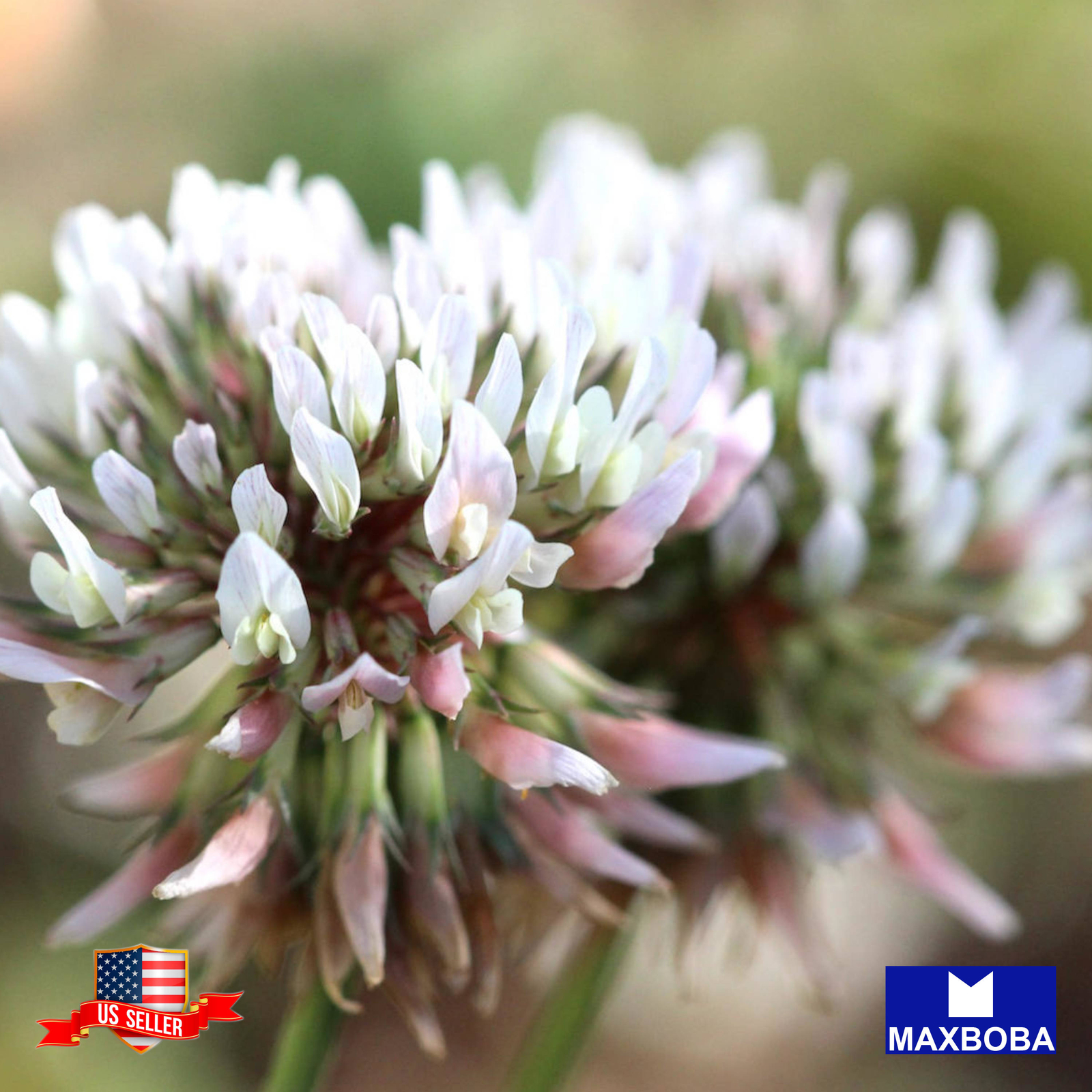 500 Cover Crop Seeds White Dutch Clover Perennial Non-GMO BOGO 50% OFF