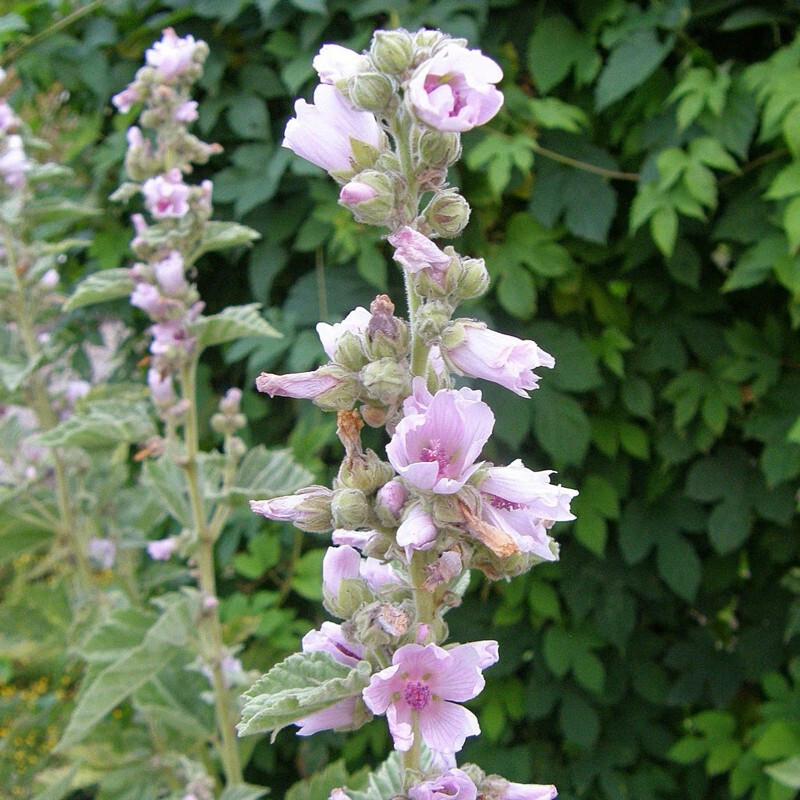 Marshmallow Root Seeds Pollinators and Herbal Cough Remedy