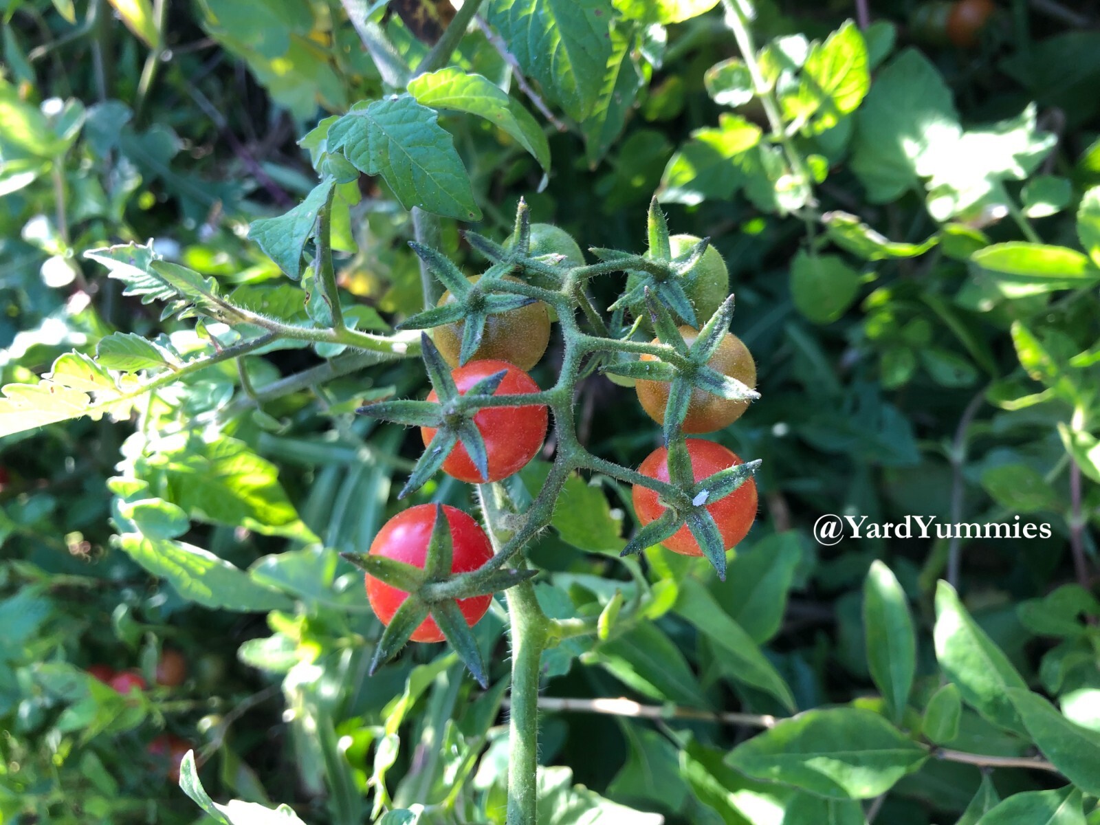 30 Florida Everglades Tomato SEEDS Heirloom Heat Tolerant Tomato Seeds