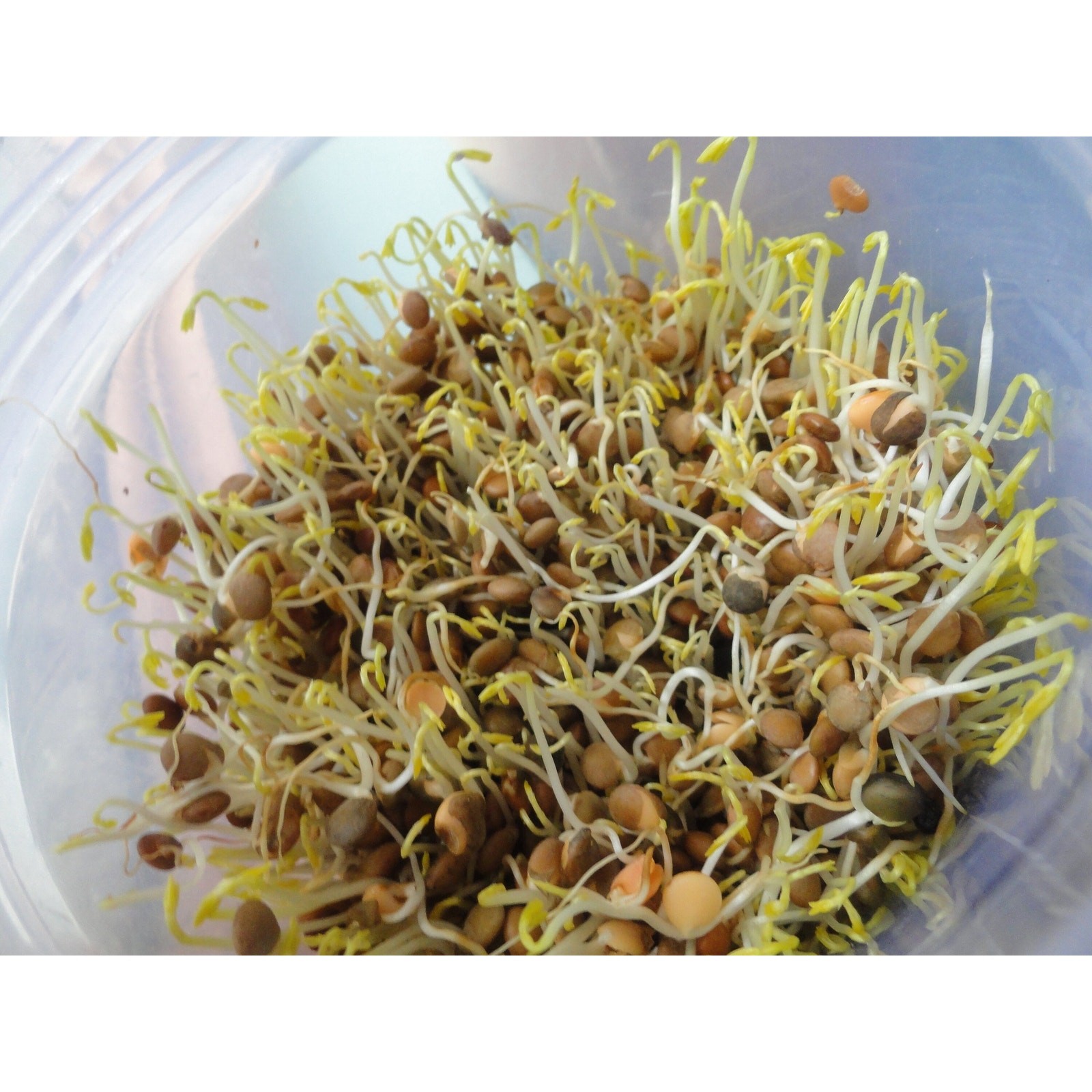 Sprouting Brown Lentils Seeds | Non GMO Heirloom Seed USA Indian Daal