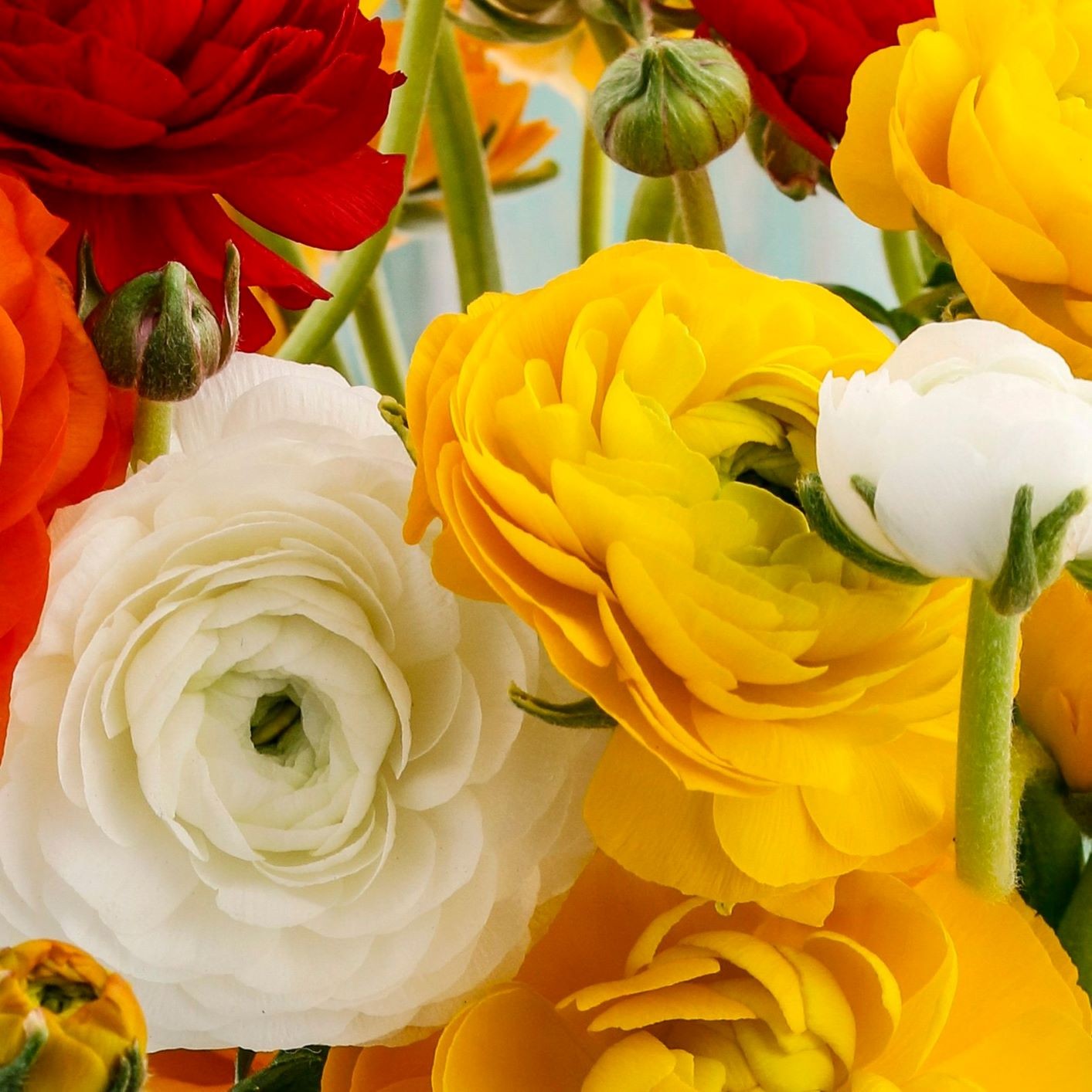Ranunculus Buttercup Fire & Ice Collection 30 Bulbs – Spring Blooms in Sun