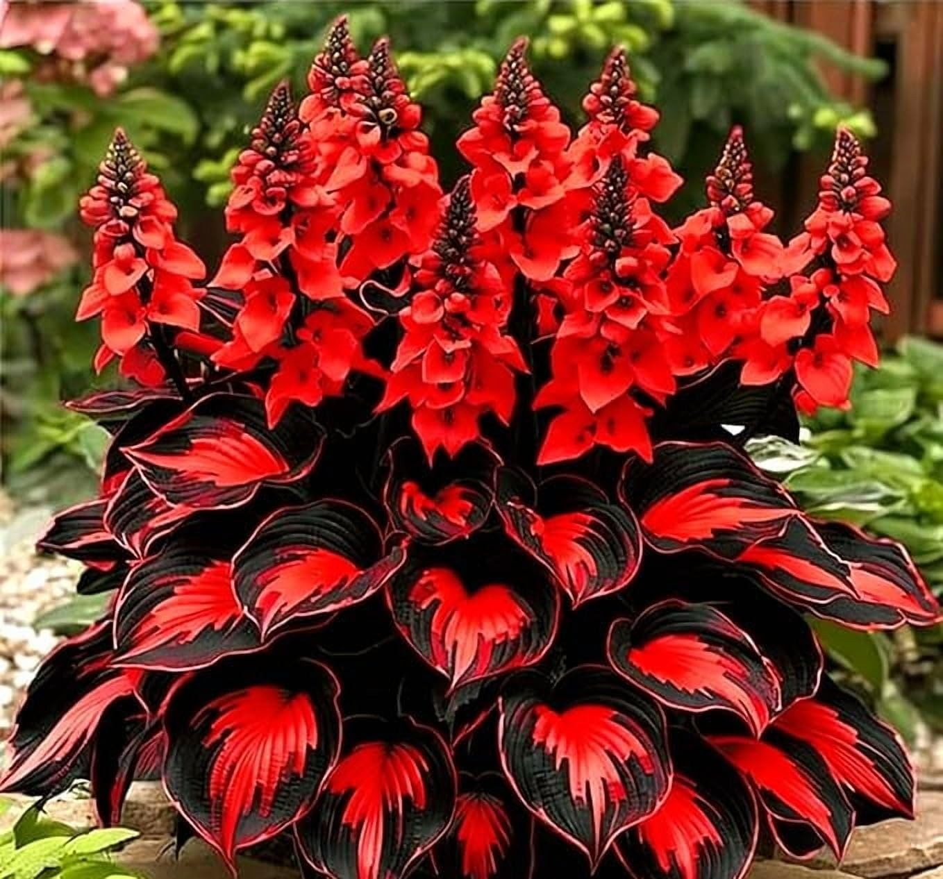 290+ USA PERMIUM Giant Hosta Seeds for Planting Indoor Outdoor-Non GMO Mixed