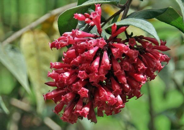 Cestrum elegans | Bastard Jasmine | Red Cestrum | 10 Seeds