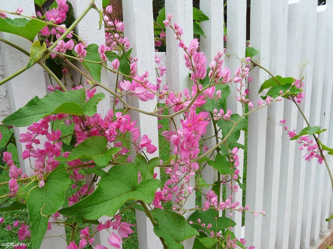 Coral Vine Antigonon leptopus~~SMALL Rooted Starter Plant~Butterflies love it!!!