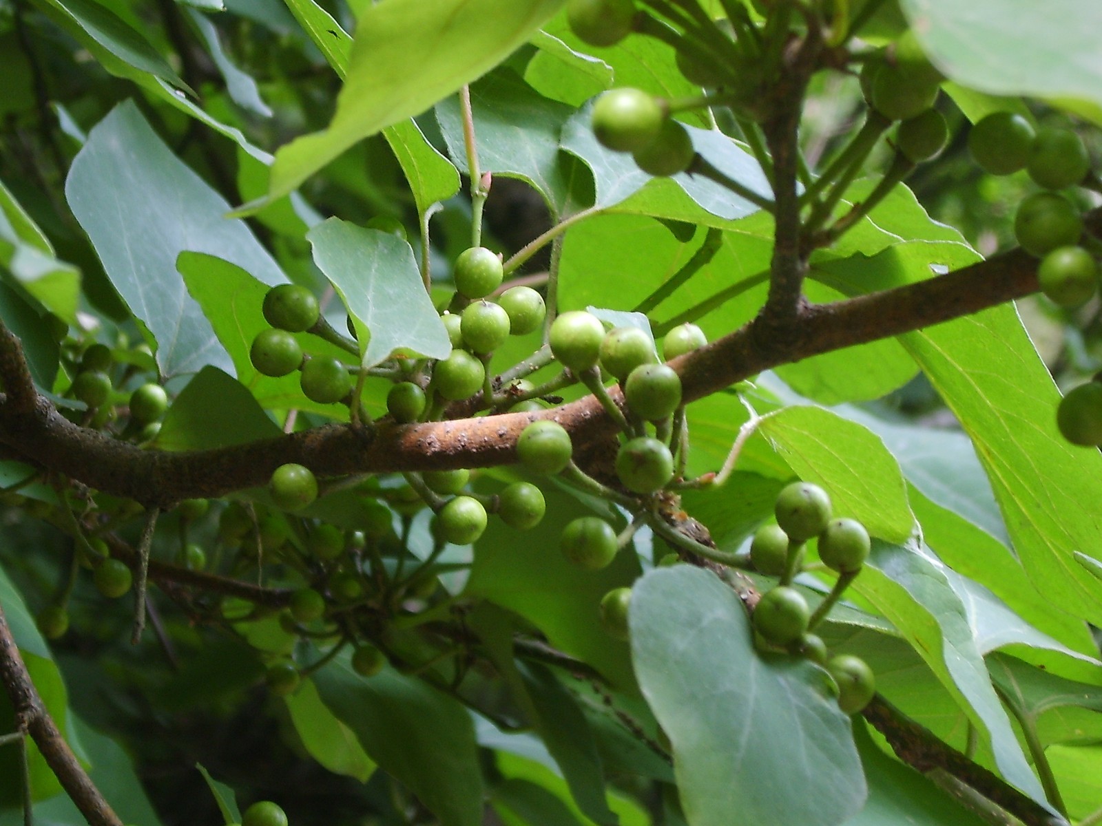 Lindera obtusiloba SPICEBUSH SHRUB Seeds!