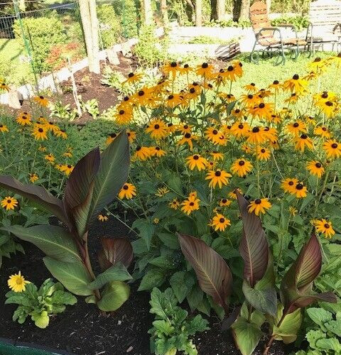 Black Eyed Susan Flower Seeds | Non-GMO | Heirloom | Fresh Garden Seeds 1 Ounces