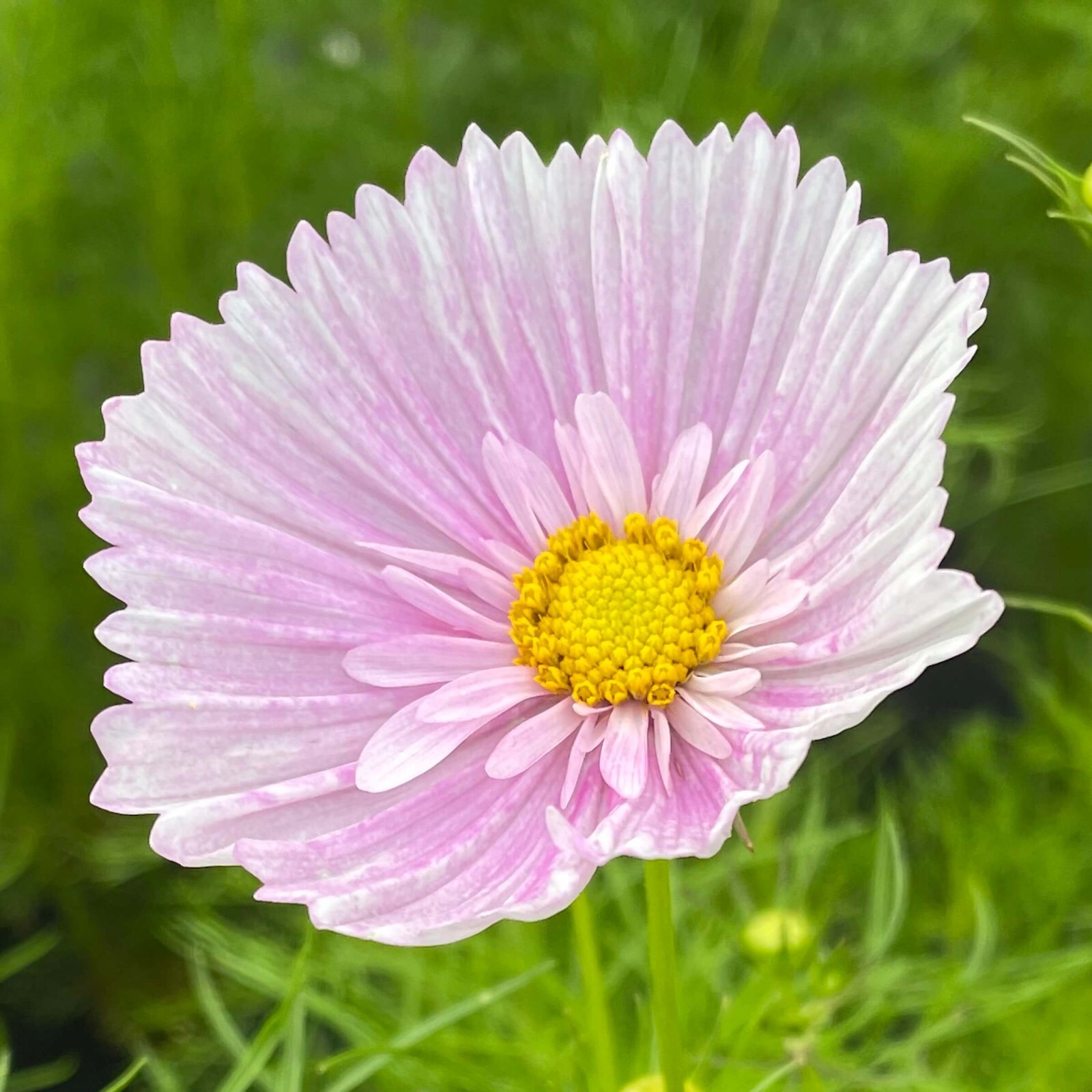 Cosmos Cupcake Blush Seeds – 25 Seeds Per Packet, Non-GMO