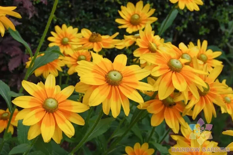 200+ Prairie Sun Rudbeckia Seeds for Garden Planting – USA – FREE SHIPPING!