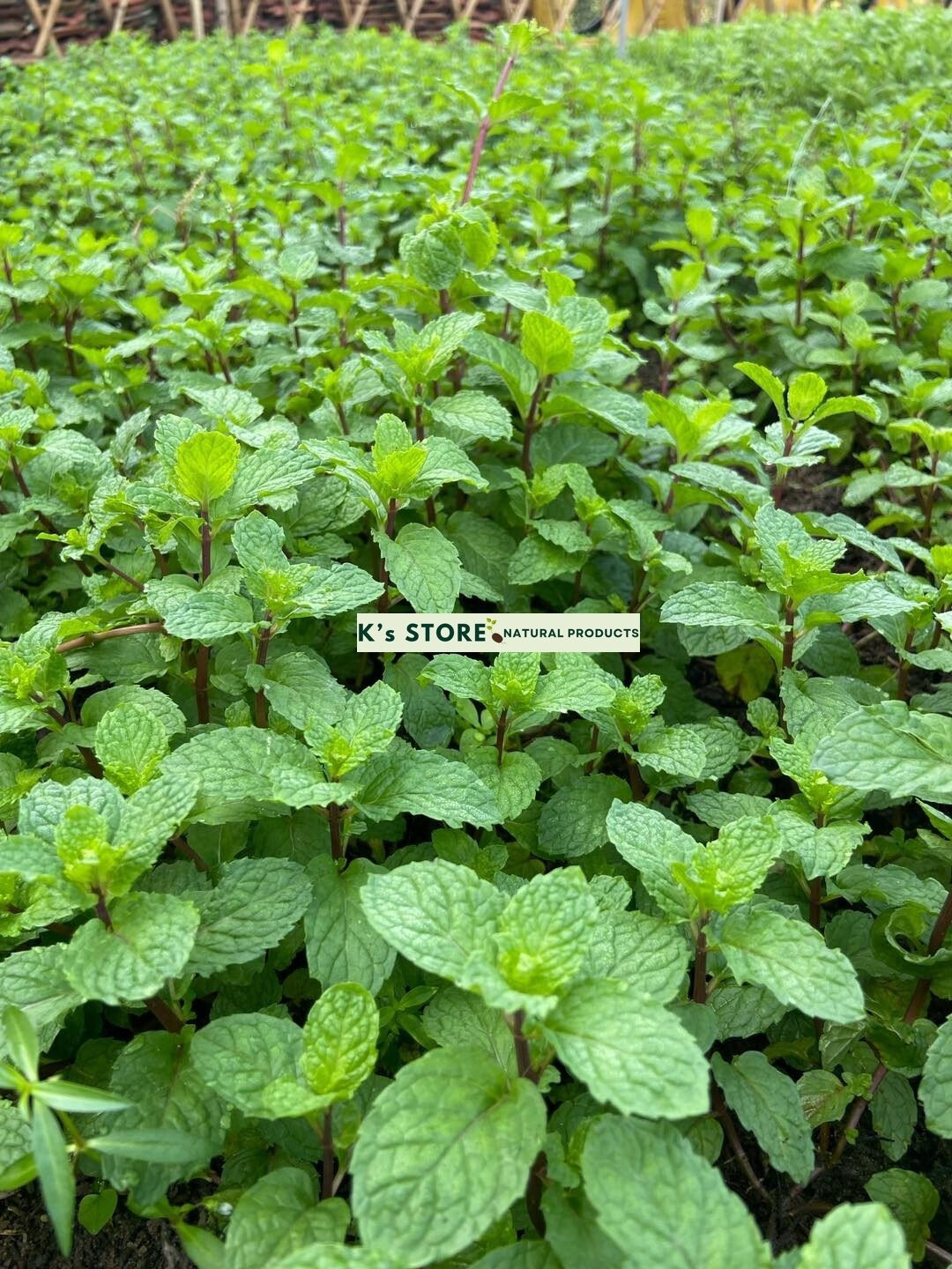 1000+ PEPERMINT HERB SEEDS – RAU HÚNG LŨI | 95% GERMINATION NON-GMO, FREE SHIP |