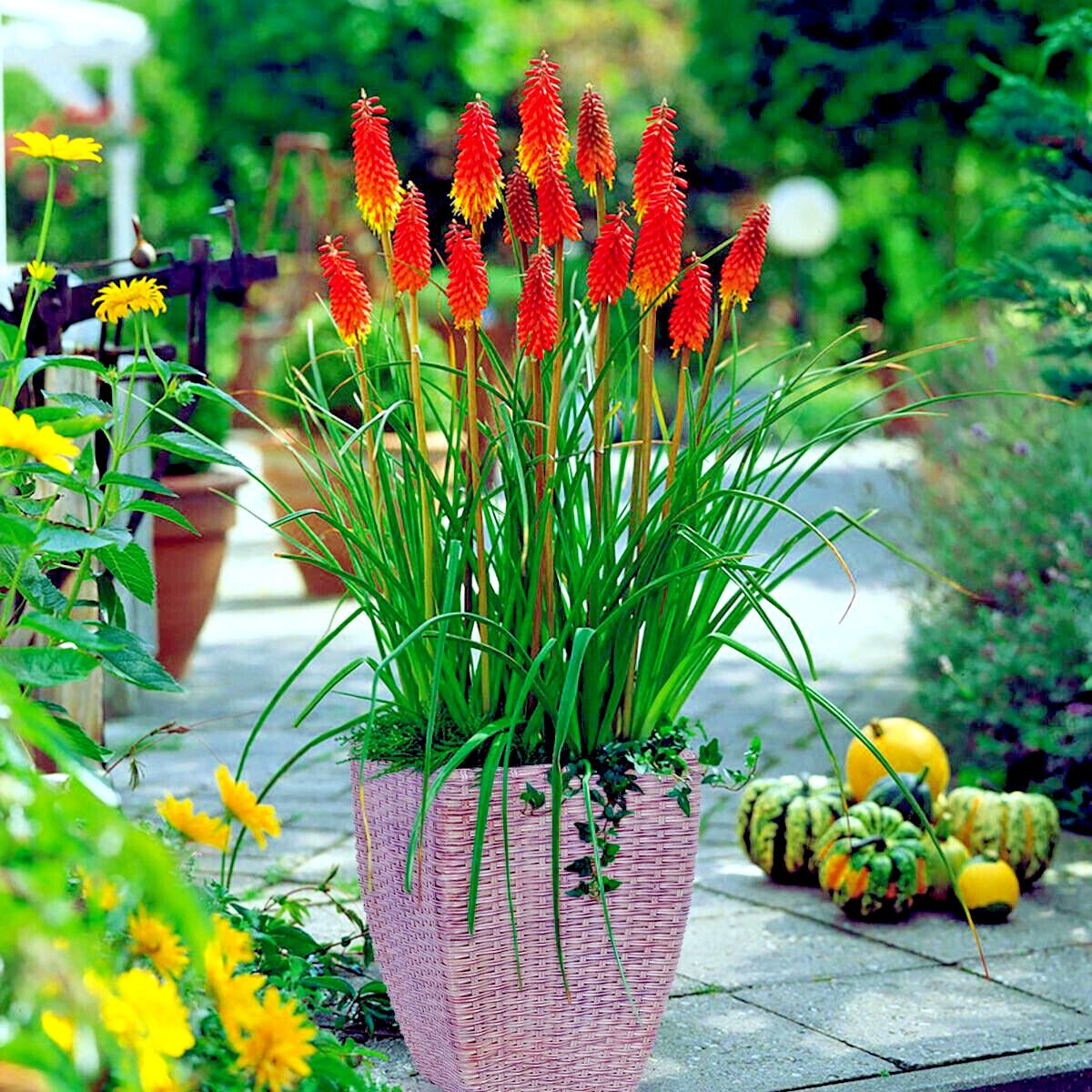 20 “RARE DWARF” FIRE DANCE Torch Lily Flower Seeds Kniphofia hirsuta Hardy Plant
