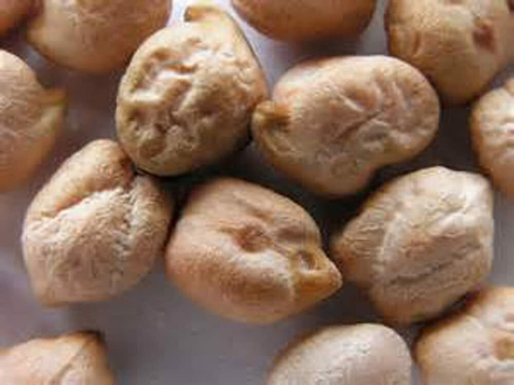 8 Ounce Garbanzo Bean Seeds