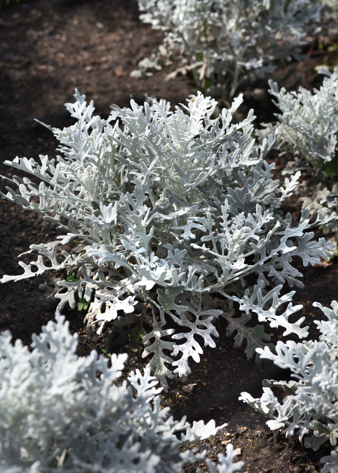Dusty Miller Silverdust Seeds – 25 Seeds Per Packet, Non-GMO