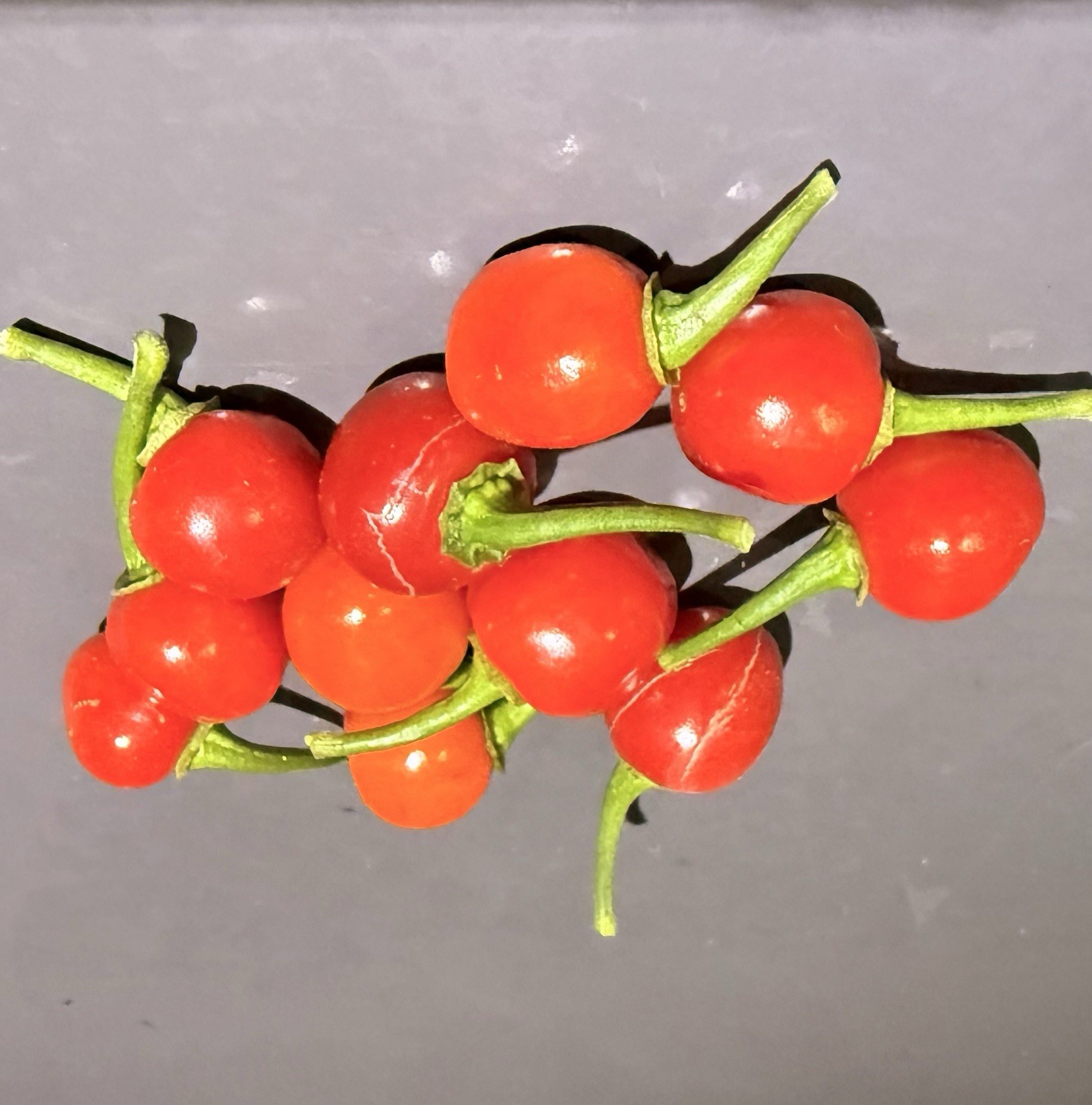 Wiri Wiri Pepper Seeds 30 Fresh Seeds Harvested March 2026