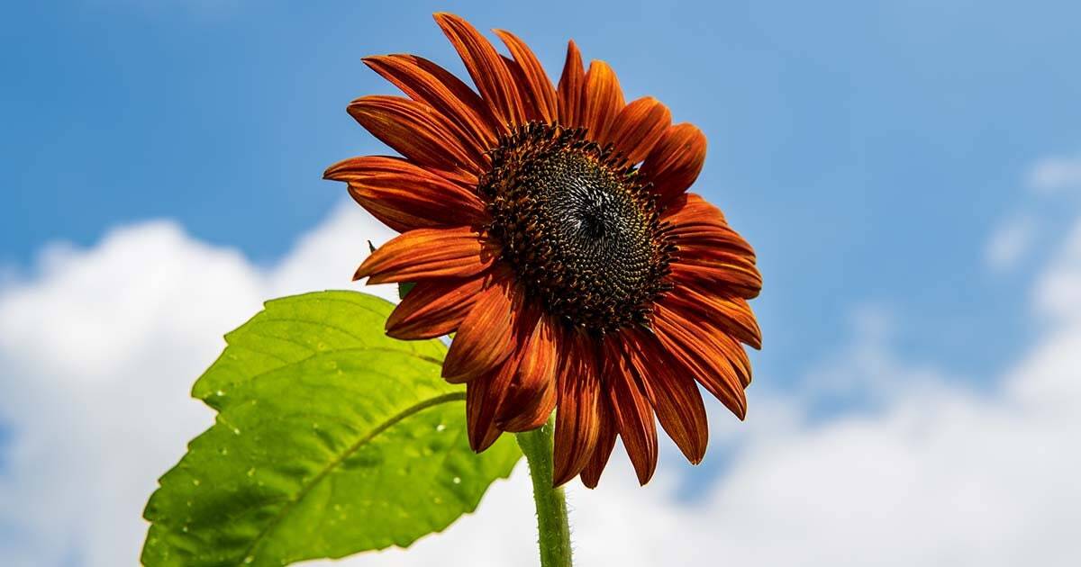 Red Sunflowers Yellow halos Rare Velvet 20 seeds Organic Plants Garden Colorful