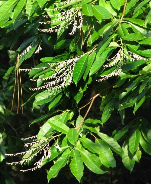 Oxydendrum arboreum Lily of the Valley Tree Sourwood 30 seeds