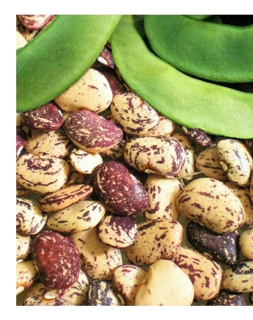 Jackson Wonder Lima Bush Bean 25 Seeds Free Gift Seeds w/Every Garden Order!