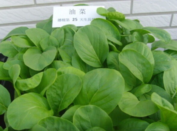 FreeShip 1-oz 12,000+ YU CHOI SUM / YOU CAI seeds; 青骨油菜 / 油菜心 USA