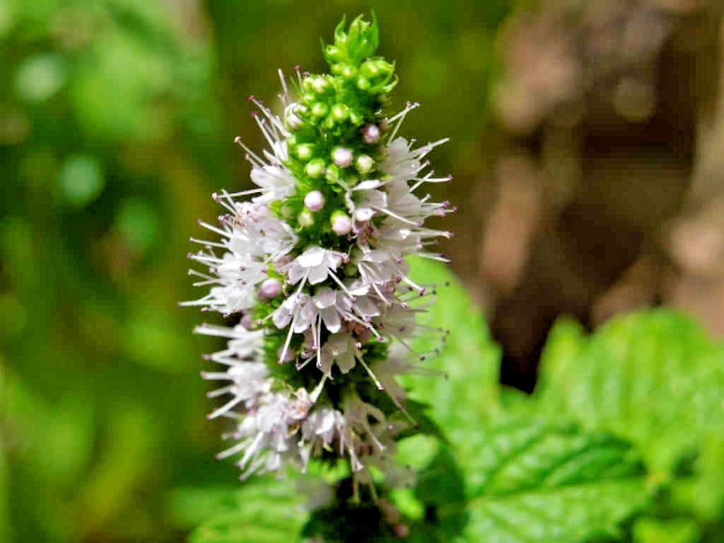 301+SPEARMINT Seeds Organic Herb Mint Tea Patio Container Vegetable Garden Easy