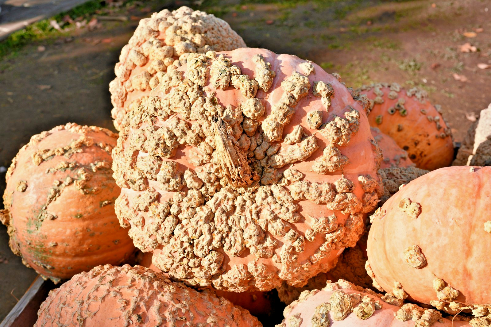 peanut pumpkin 15 seeds Galeux D’Eysines french winter squash