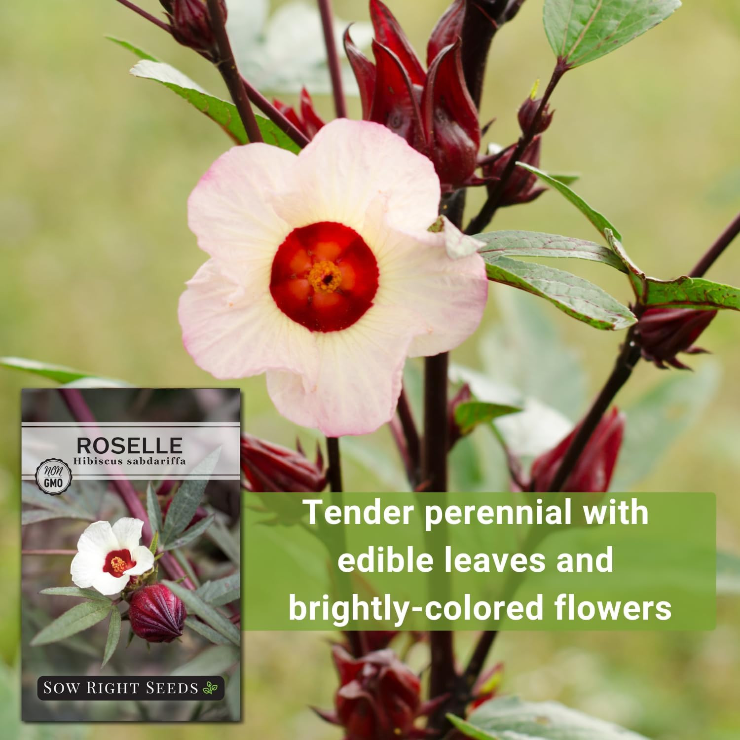 – Roselle Seeds for Planting – Hibiscus Sabdariffa – Non-Gmo Heirloom Variety –