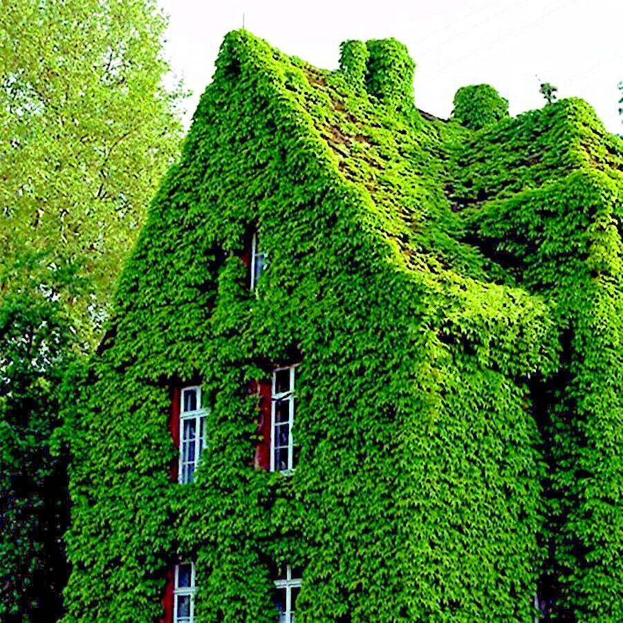 Virginia Creeper Vine Seeds Parthenocissus quinquefolia Fast Hardy Climber Plant