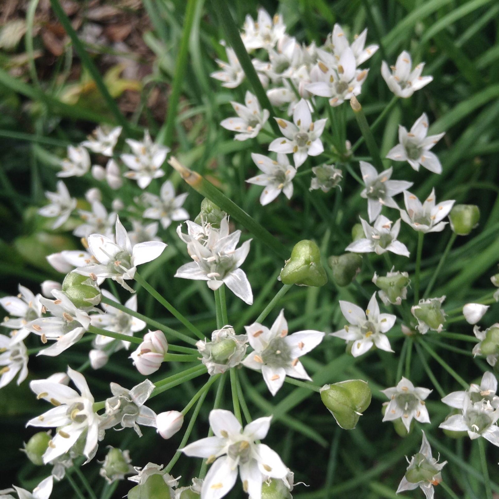 30 Live Garlic Chive Leek Plant Bare Root 韭菜根 Healthy Delicious Vegetable