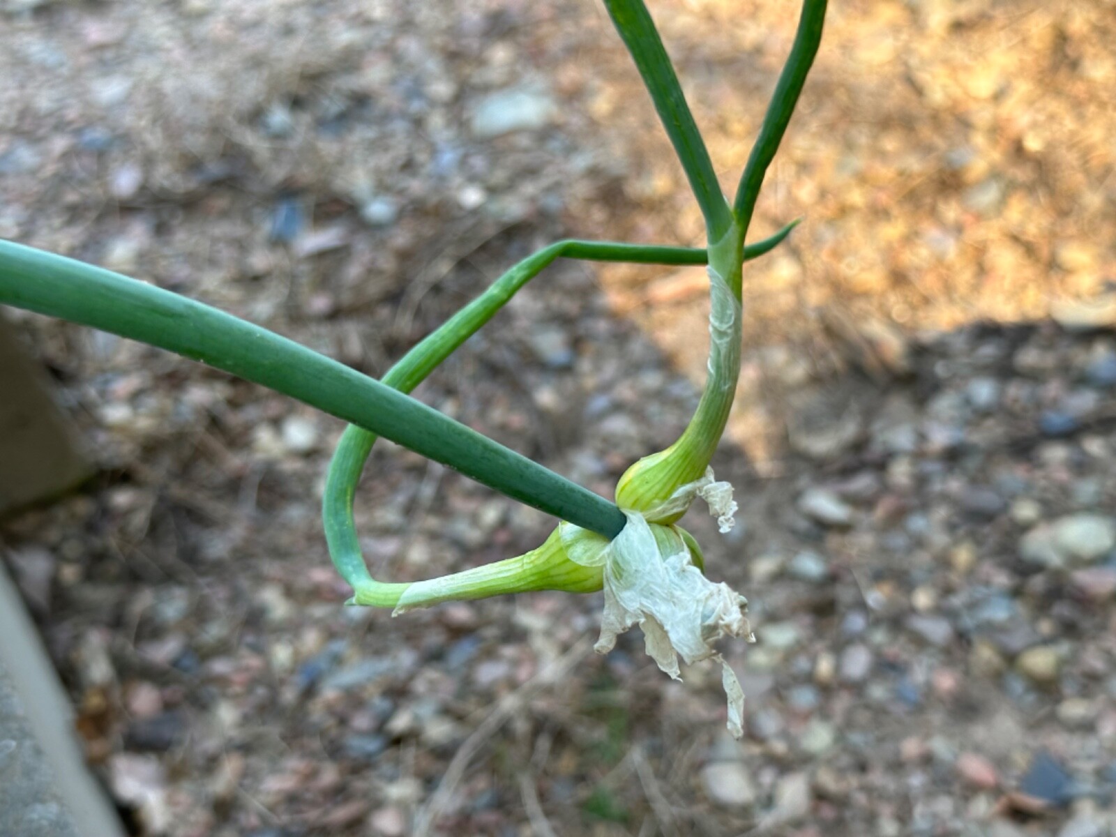 5 Egyptian Walking Onions, Tree Onion, top Onions. 5 roots to start