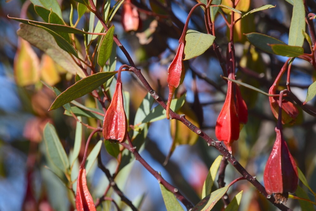 Eucalyptus forrestiana Seeds – ‘Fuchsia Gum’