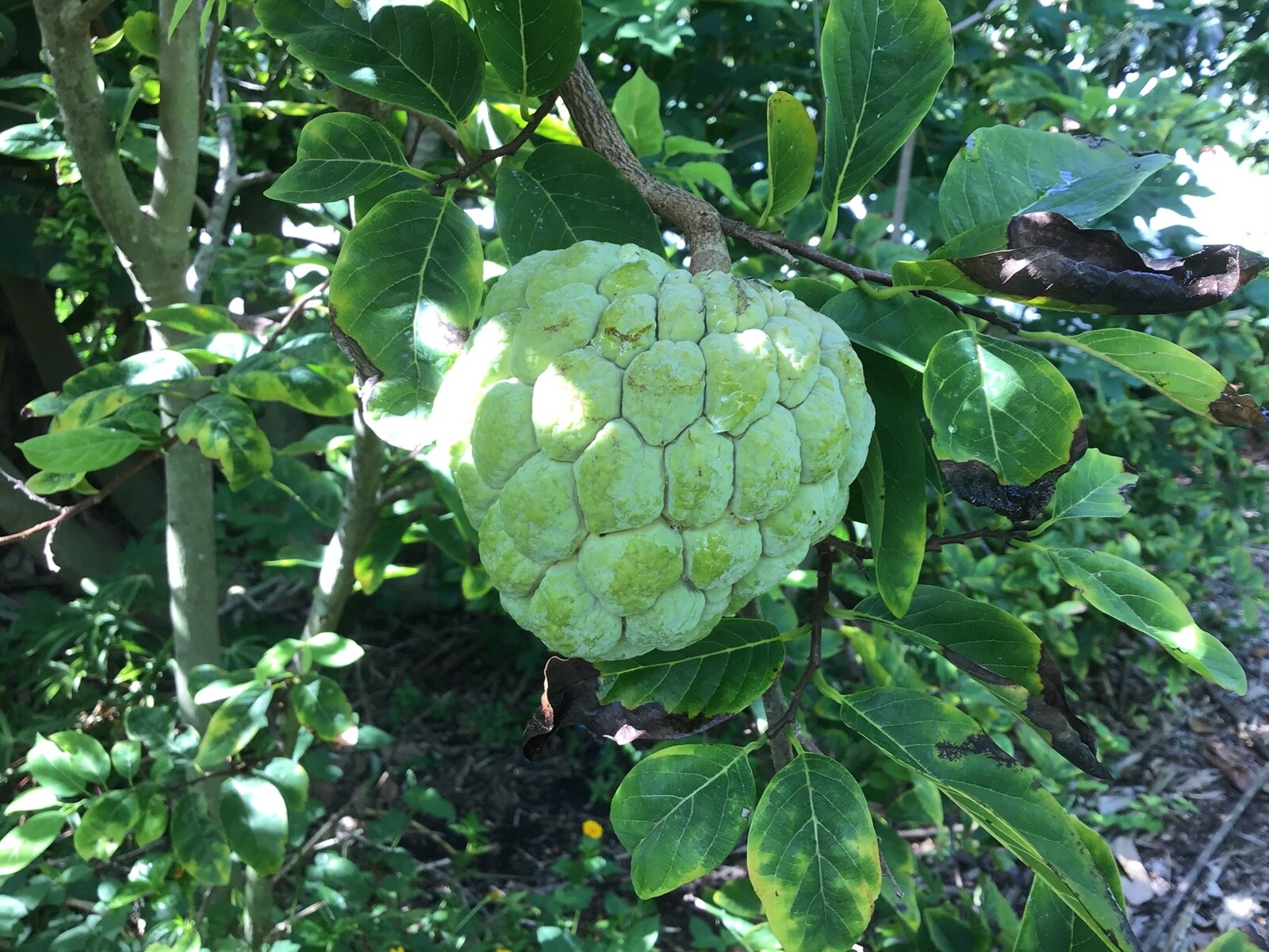 12 Seeds Organic Extra Large Sugar-Apple Custard-Apple Sweetsop Annona squamosa