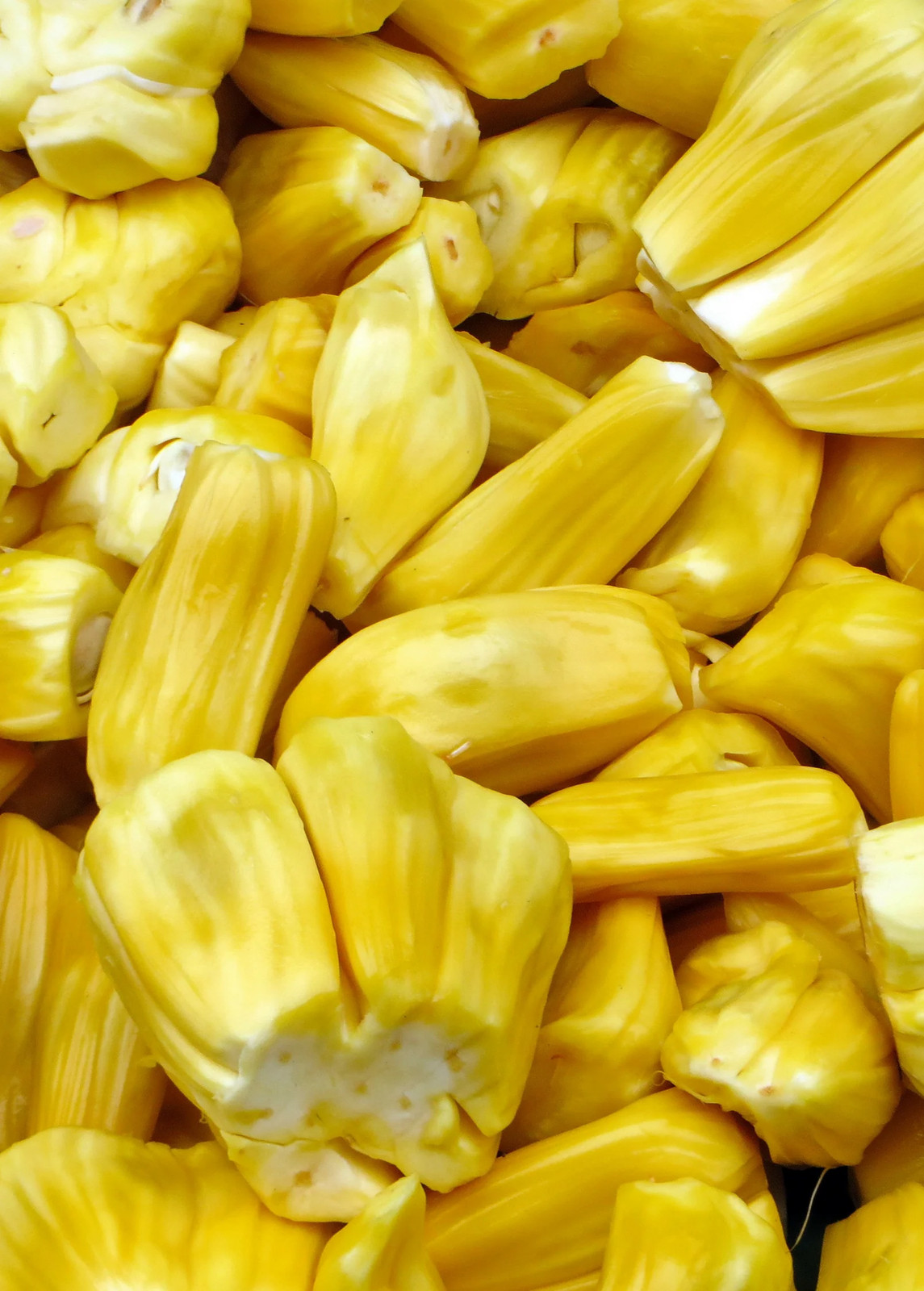 Jackfruit ‘Black Gold’ (Artocarpus heterophyllus)