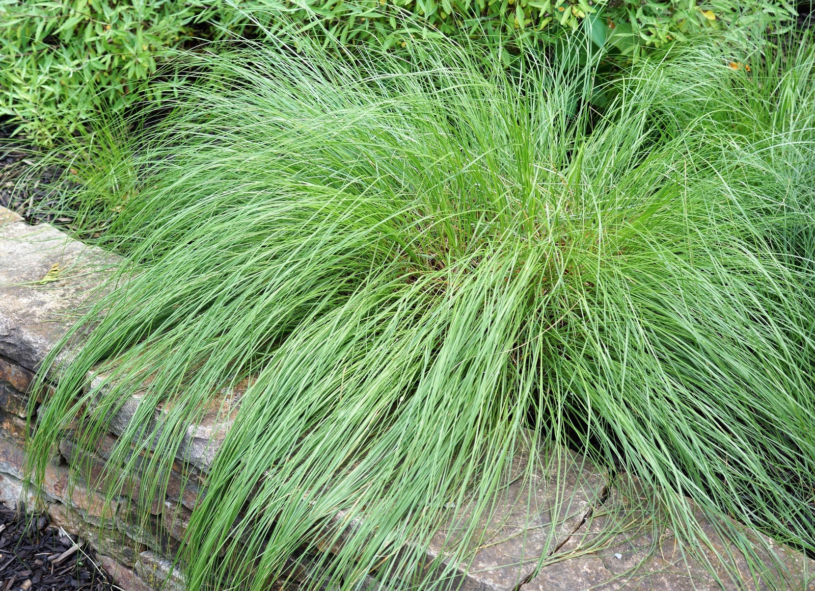 200 PRAIRIE DROPSEED Ornamental Native Grass Sporobolus Heterolepis Seeds