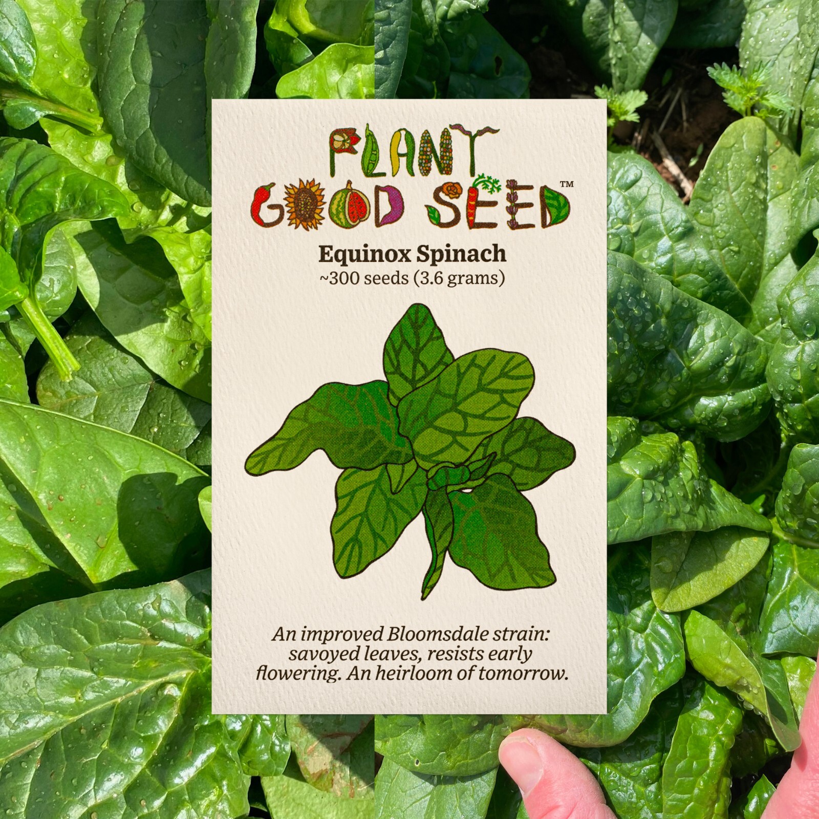 Equinox Spinach Seeds: Grow Very Healthy Noble Water Spinach USA Organic Non-GMO