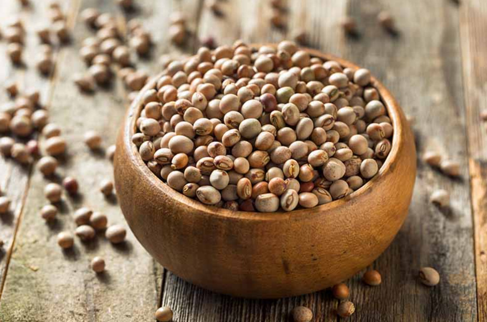 25 High Yield Gandules seeds, Pigeon Peas, Cajanus Cajan from Puerto Rico
