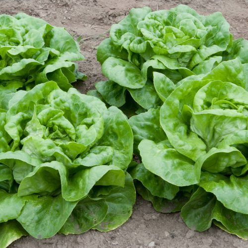 White Boston Lettuce Seeds | Heirloom / Non-GMO | Free Shipping | 1105