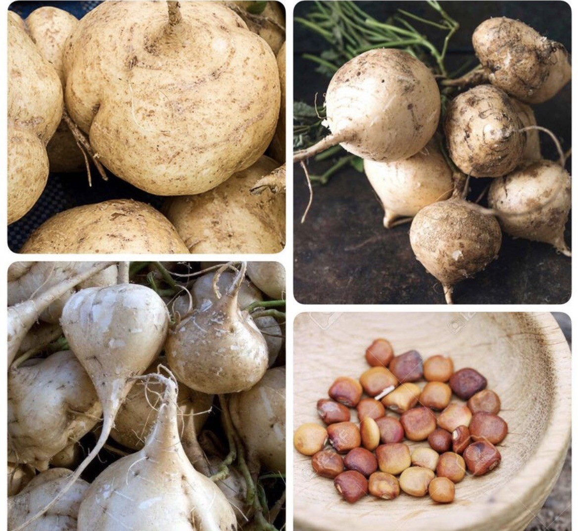 100+SEEDS Jicama I Mexican Yam Bean | Non-GMO Root Potato, Tuber Vegetable,