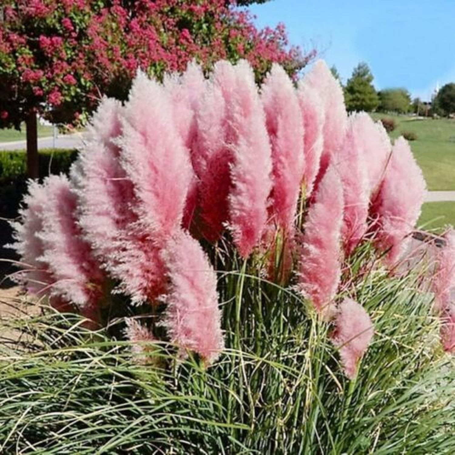 Pink Pampas Grass Seed Cortaderia Selloana Free Shipping!