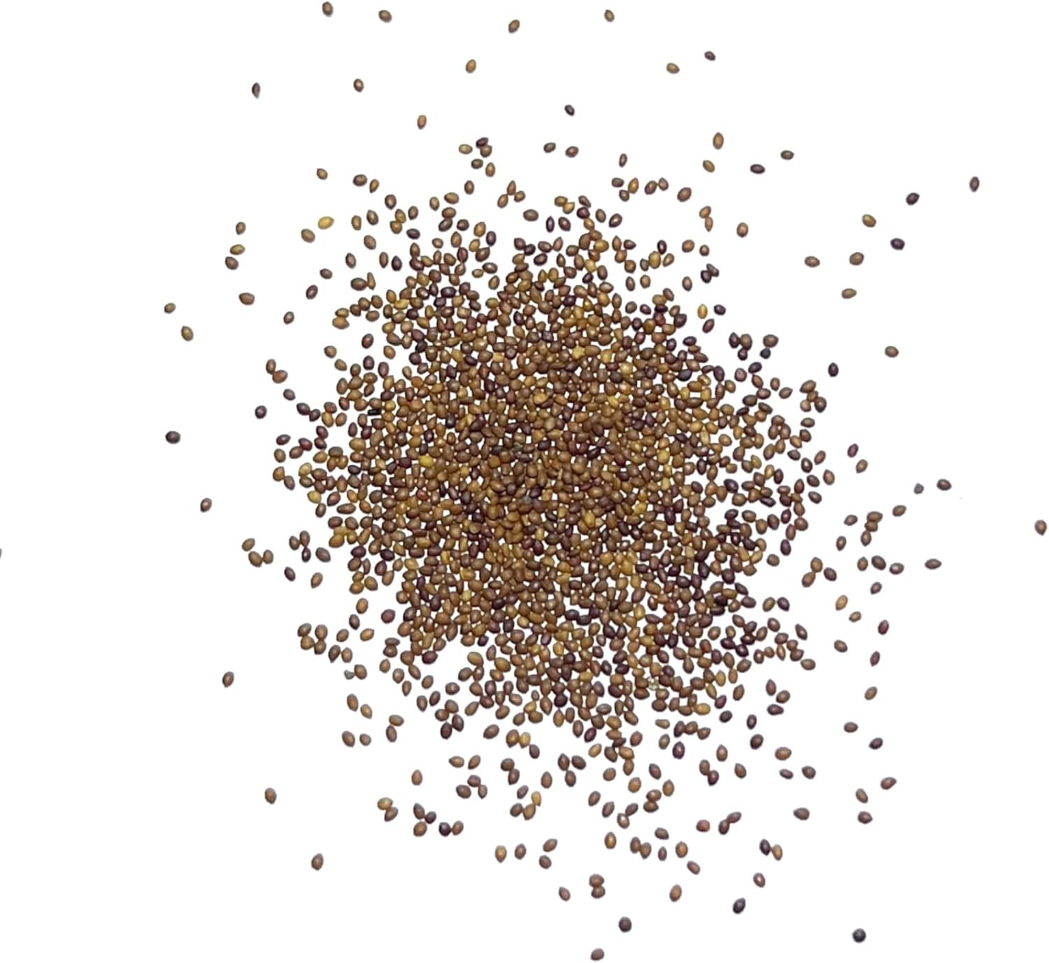 500 Count Non-GMO Sweet Marjoram Seeds – Culinary & Medicinal Herb for Planting