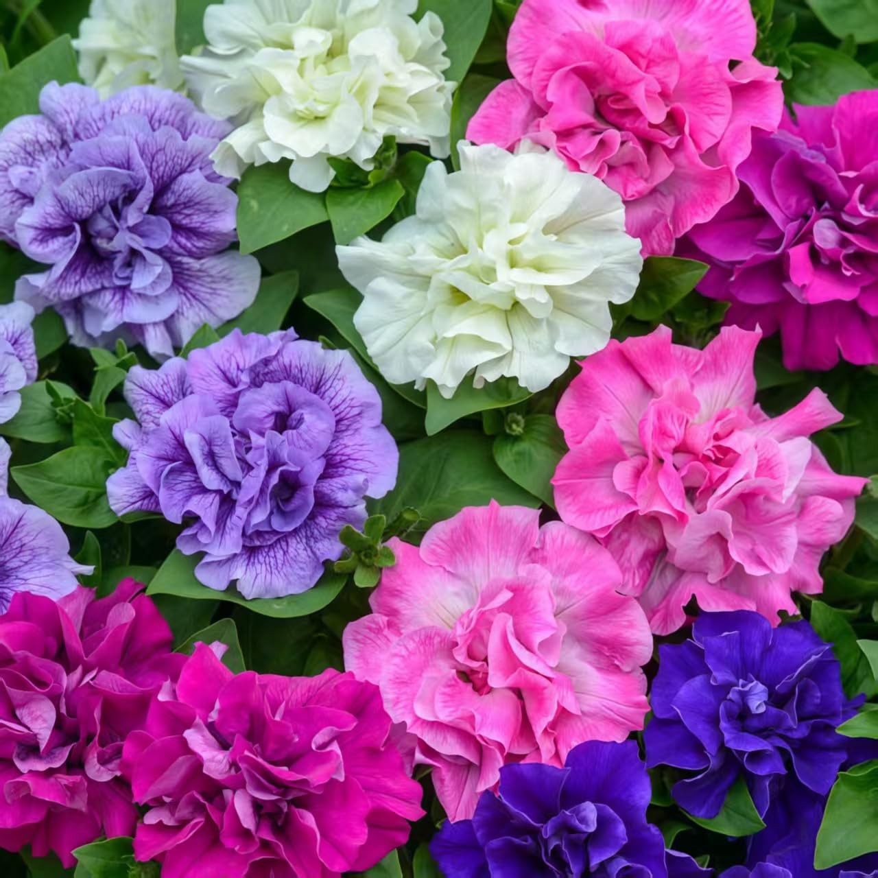 300+ Double Dwarf Petunia Seeds Mixed Colors, Perfect for Outdoor Gardens, B…
