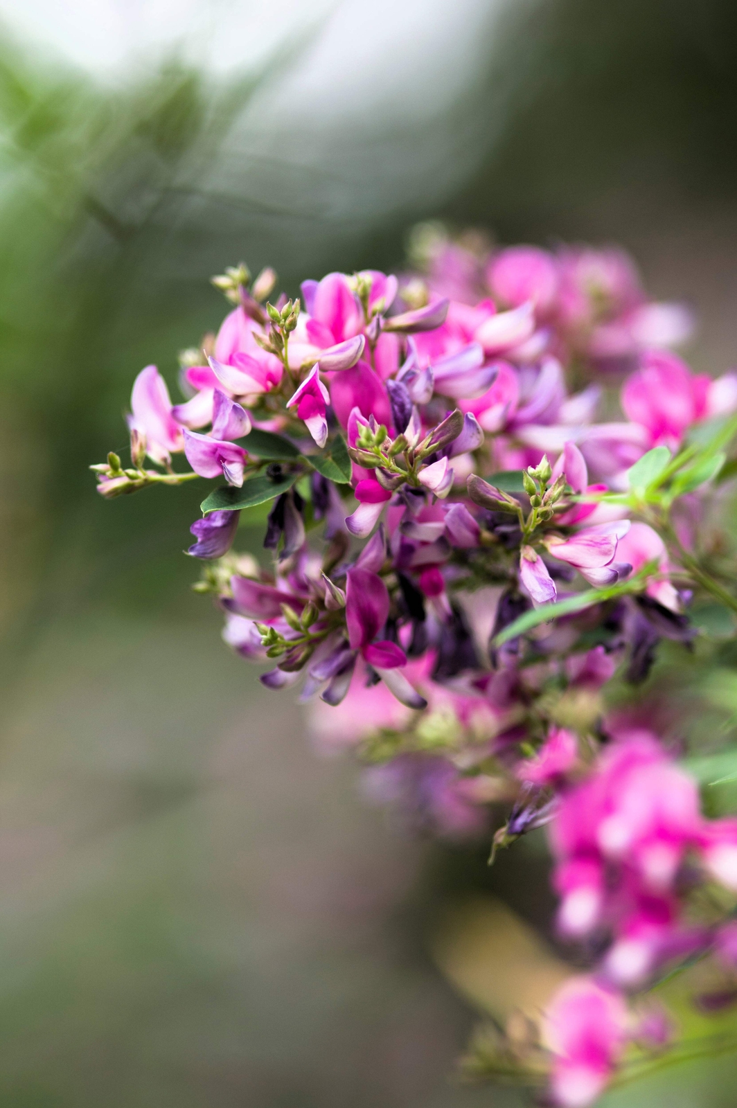 100 SLENDER BUSH CLOVER Lespedeza Virginica Shrub Pink Purple Flower Seeds